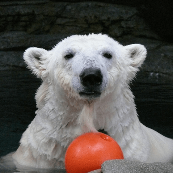 砥部動物園